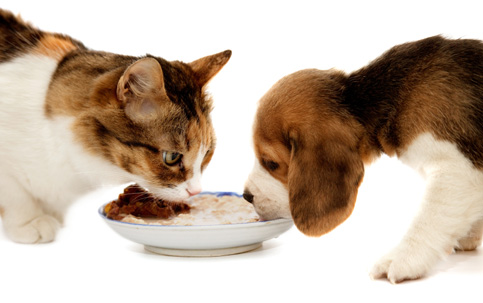 Saiba quais os 13 alimentos que cães e gatos não devem comer