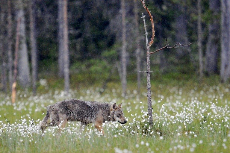Lobos voltam à Dinamarca após quase 200 anos Lobos voltam à Dinamarca após quase 200 anos