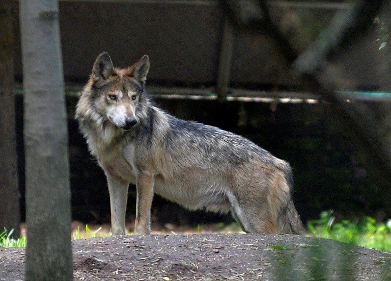 Cães seriam todos descendentes de uma mesma população de lobos Cães seriam todos descendentes de uma mesma população de lobos