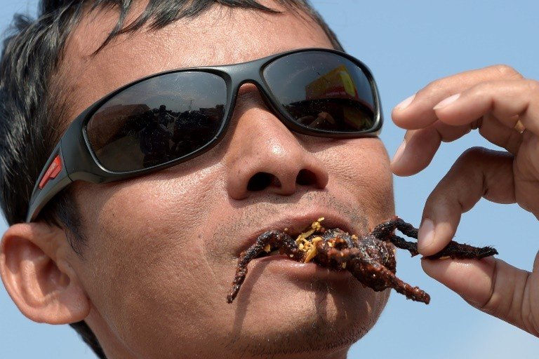 Tarântulas, vítimas dos desmatamento e da gastronomia no Camboja Tarântulas, vítimas dos desmatamento e da gastronomia no Camboja