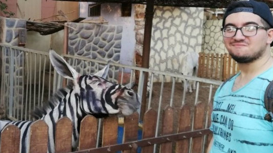 Zoológico é acusado de pintar burro como se fosse zebra no Egito