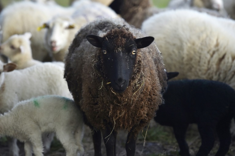 Idosa morre após ser atacada por ovelha em fazenda nos EUA