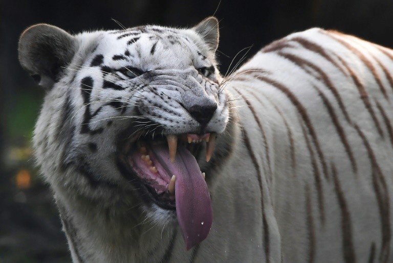 Tigre branco mata cuidador em zoológico no Japão Tigre branco mata cuidador em zoológico no Japão