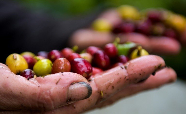Café sofre com comércio pouco justo em período de crise Café sofre com comércio pouco justo em período de crise