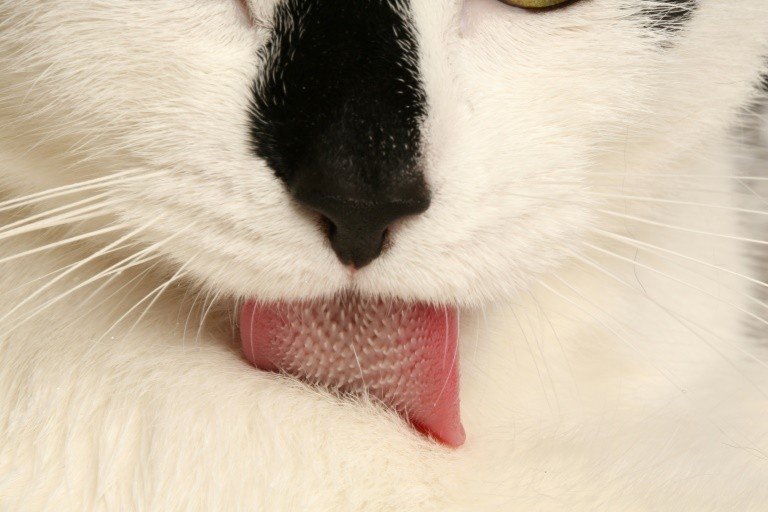 Ciência explica como as línguas dos gatos os mantêm limpos Ciência explica como as línguas dos gatos os mantêm limpos