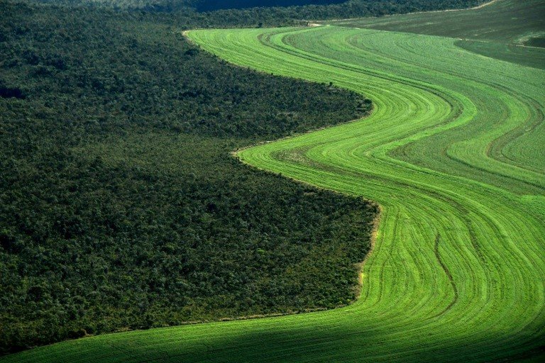 Cerrado brasileiro recua diante da soja e do gado Cerrado brasileiro recua diante da soja e do gado