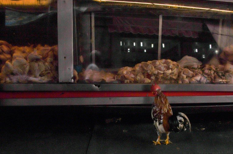 China detecta coronavírus em frango importado do Brasil China detecta coronavírus em frango importado do Brasil