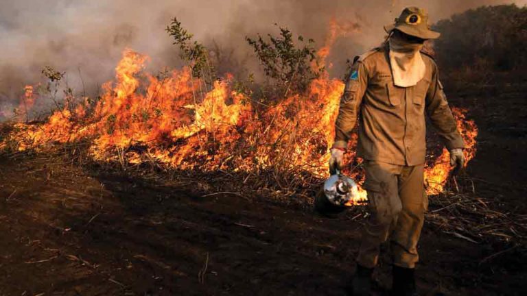 CONTENÇÃO  Homem do Corpo de Bombeiros    usa técnica do aceiro negro para criar barreiras contra o fogo: desespero
