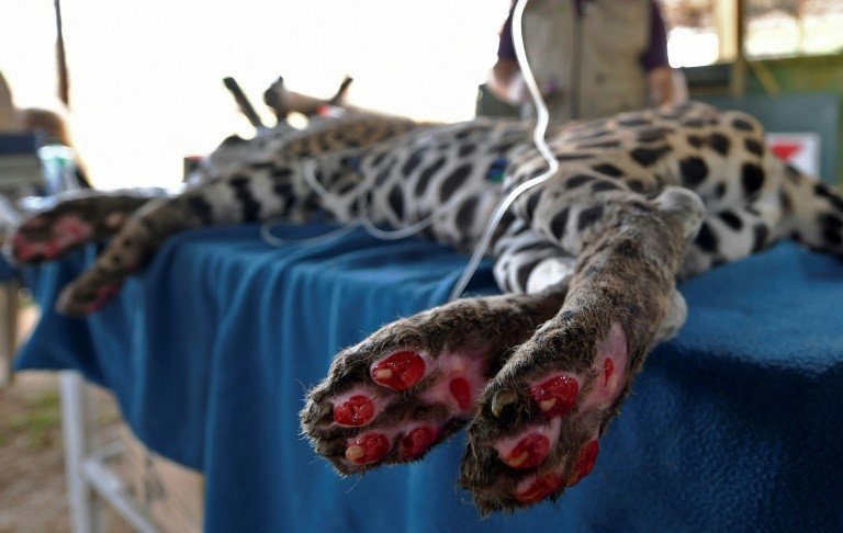 Onça-pintada ferida nos incêndios não sabe se poderá voltar ao Pantanal Onça-pintada ferida nos incêndios não sabe se poderá voltar ao Pantanal