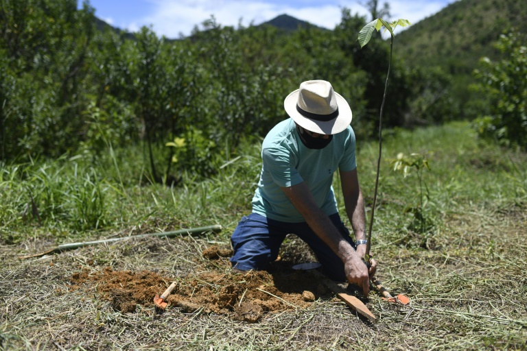 Projeto plantará uma árvore para cada morte por covid-19 no Brasil