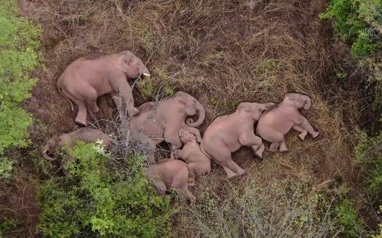 Manada em marcha na China faz pausa para que elefante atrasado a alcance Manada em marcha na China faz pausa para que elefante atrasado a alcance