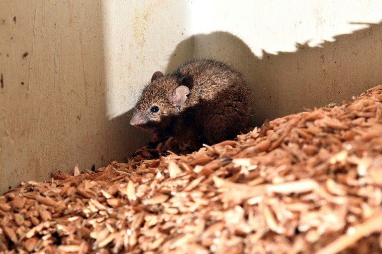 Invasão de ratos obriga evacuação de prisão na Austrália Invasão de ratos obriga evacuação de prisão na Austrália
