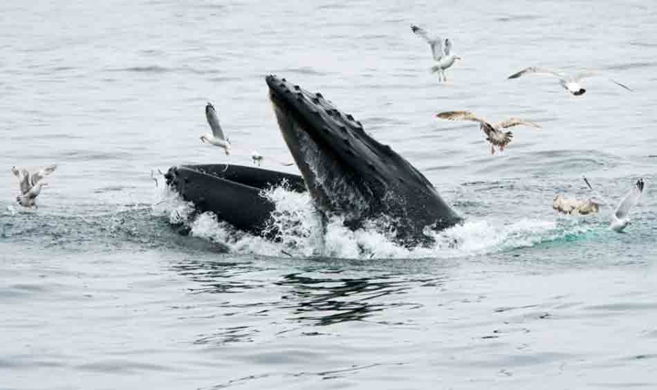 Baleia ‘engole’ pescador nos EUA e depois o cospe vivo Baleia ‘engole’ pescador nos EUA e depois o cospe vivo