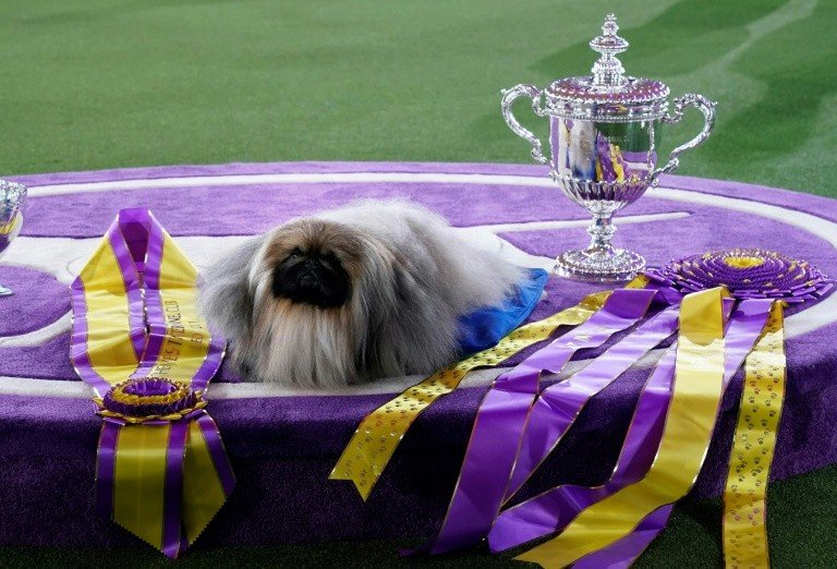 Pequinês chamado Wasabi vence famosa exposição canina de Nova York Pequinês chamado Wasabi vence famosa exposição canina de Nova York