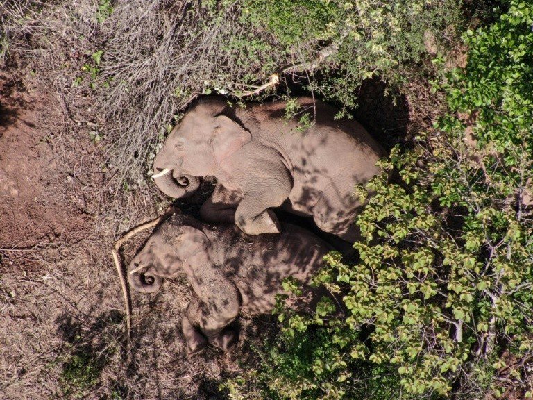 Veterinários curam filhote de elefante ferido e abandonado pela sua manada na China Veterinários curam filhote de elefante ferido e abandonado pela sua manada na China