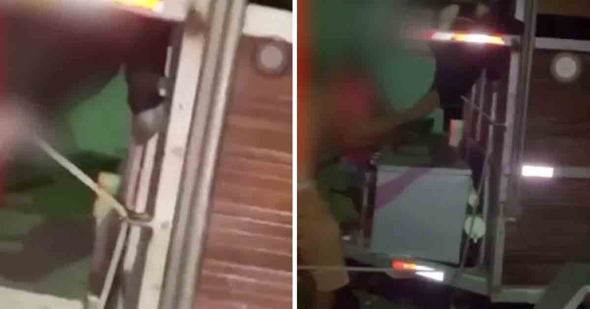 Estudante veterinário é detido após vídeo mordendo focinho de boi Estudante veterinário é detido após vídeo mordendo focinho de boi