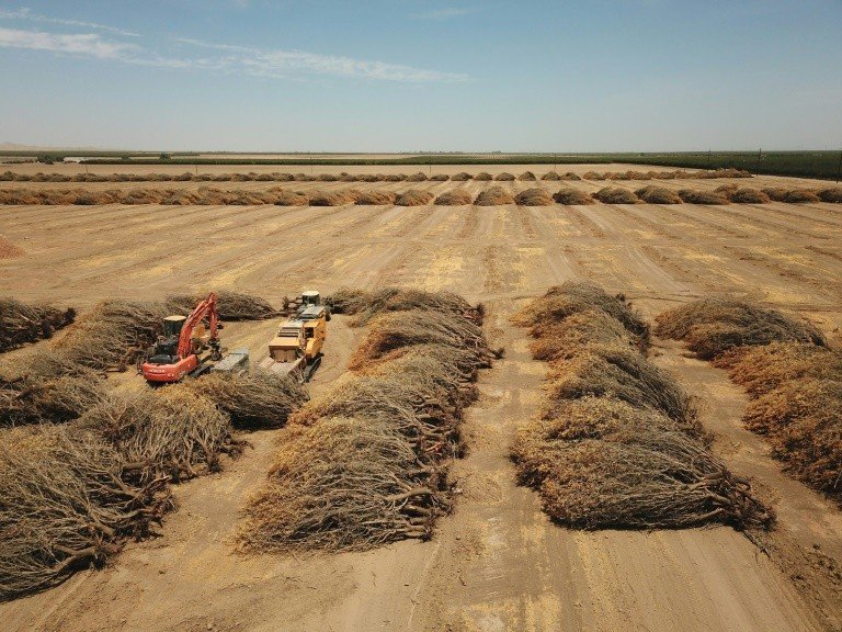 Arrasados pela seca, agricultores da Califórnia derrubam valiosas amendoeiras Arrasados pela seca, agricultores da Califórnia derrubam valiosas amendoeiras