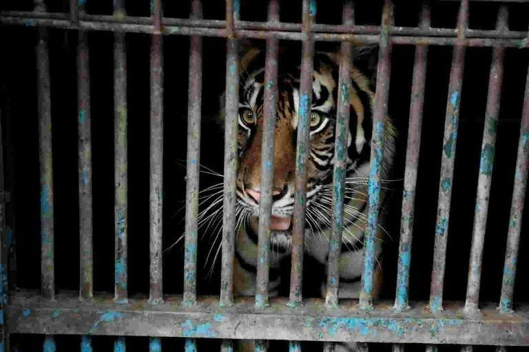 Dois tigres de Sumatra infectados com covid-19 em um zoológico da Indonésia Dois tigres de Sumatra infectados com covid-19 em um zoológico da Indonésia