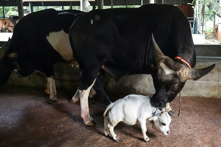 Rani, a menor vaca do mundo, é reconhecida no recorde Guinness em homenagem póstuma Rani, a menor vaca do mundo, é reconhecida no recorde Guinness em homenagem póstuma