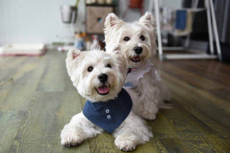 ‘Dogfluencers’: cães de Singapura são tendência no Instagram ‘Dogfluencers’: cães de Singapura são tendência no Instagram