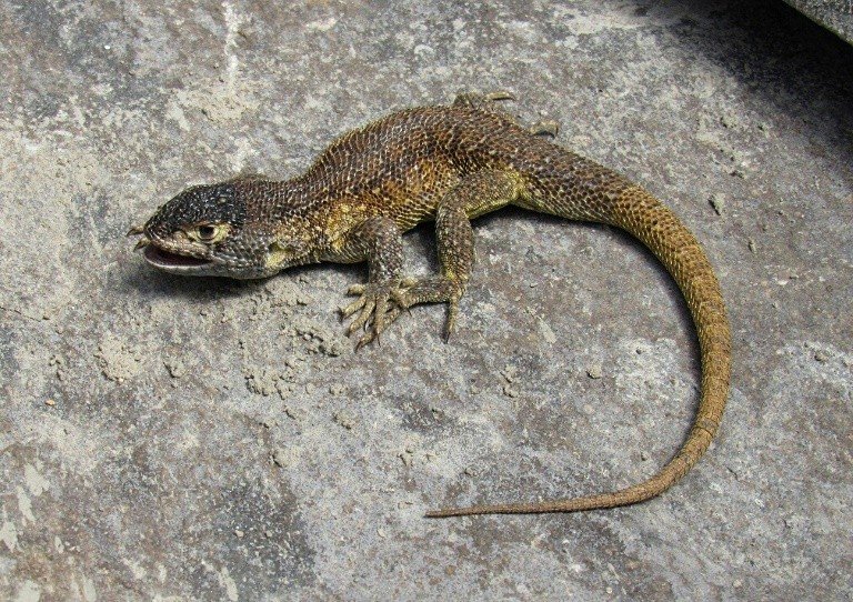 Cientistas descobrem nova espécie de lagarto no sul do Peru Cientistas descobrem nova espécie de lagarto no sul do Peru