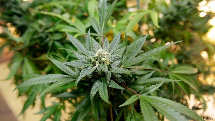 Luxemburgo libera cultivo e consumo de maconha Luxemburgo libera cultivo e consumo de maconha