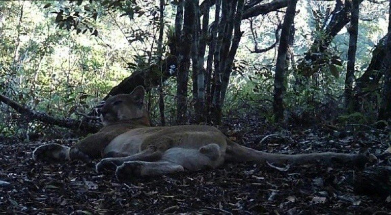 Considerada extinta, onça-parda volta ao Rio de Janeiro após 80 anos Considerada extinta, onça-parda volta ao Rio de Janeiro após 80 anos