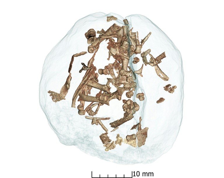 A ‘sociabilidade’ dos grandes dinossauros os ajudou em sua evolução A ‘sociabilidade’ dos grandes dinossauros os ajudou em sua evolução