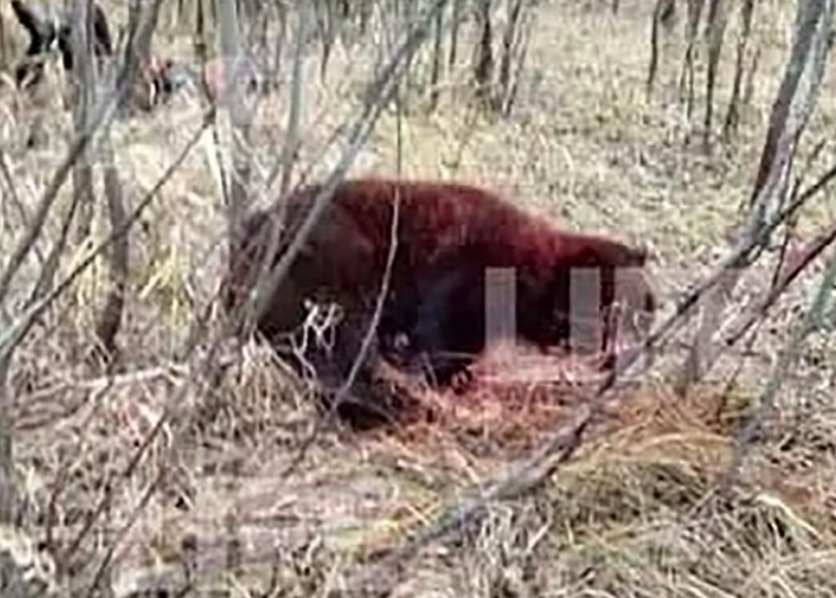 Boxeador luta com urso gigante que matou seu amigo e consegue sobreviver Boxeador luta com urso gigante que matou seu amigo e consegue sobreviver