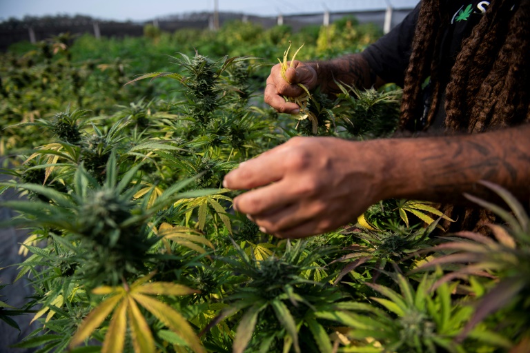 Cannabis tem legalização ainda incipiente no mundo