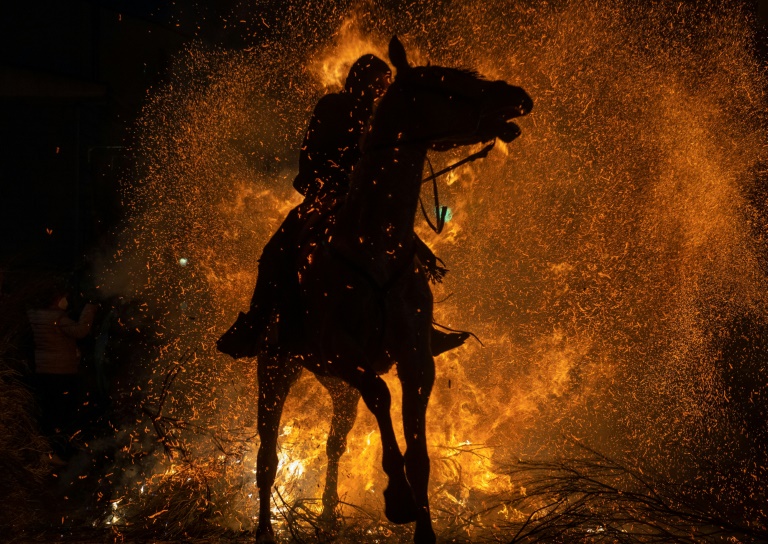 Cavalos atravessam chamas para evitar epidemias na Espanha