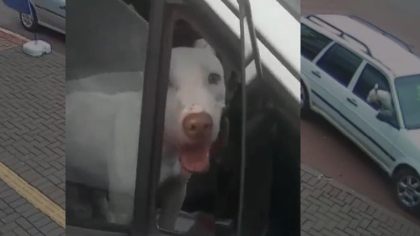 PR: Cachorro é flagrado em carro andando de ré e sem motorista; veja o vídeo