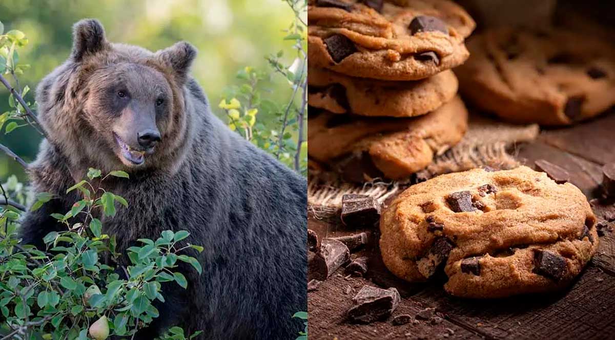 Urso percorre mais de 150 km para roubar biscoitos em cidade da Itália
