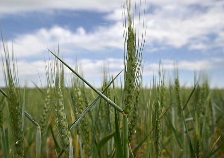 Por que o ‘celeiro do Cone Sul’ não é a solução para a escassez mundial de trigo?