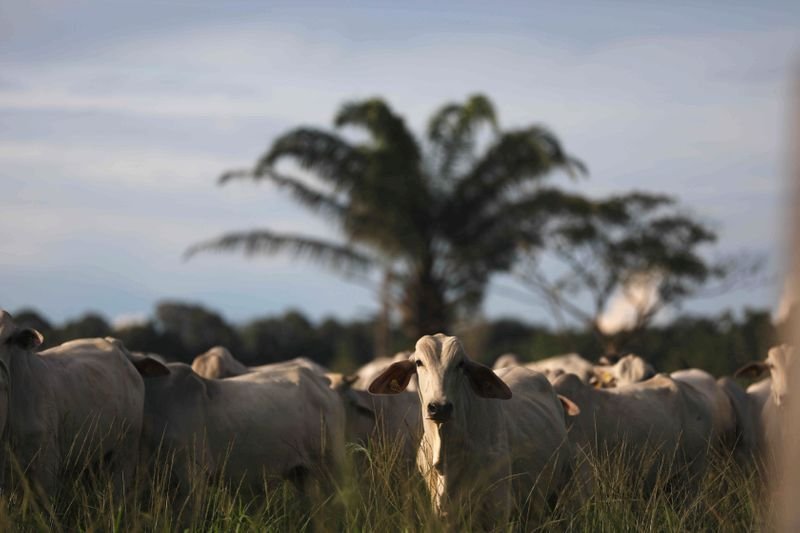 América Latina irá defender, em cúpula da ONU, produção de carne bovina - Vimarsana News