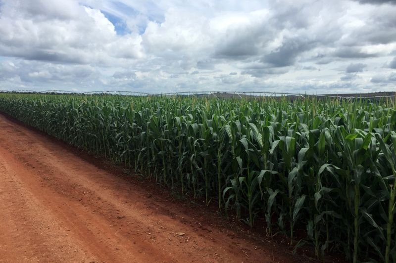 Condições das lavouras de milho e trigo do Paraná pioram mais após geadas Condições das lavouras de milho e trigo do Paraná pioram mais após geadas