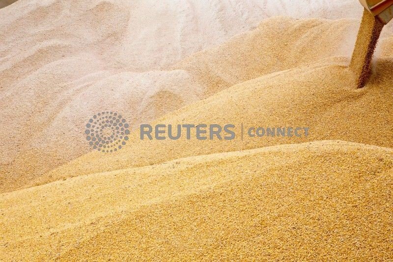 Exportações de grãos da Ucrânia em 2021/22 avançam 2% para 6,5 mi t até agora Exportações de grãos da Ucrânia em 2021/22 avançam 2% para 6,5 mi t até agora