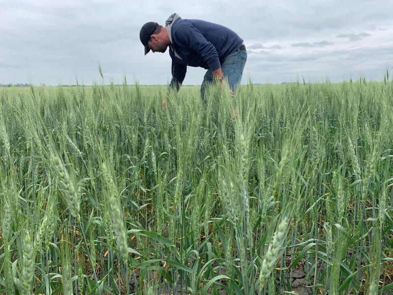 Canadá reduz previsões de safra de canola e trigo por seca Canadá reduz previsões de safra de canola e trigo por seca
