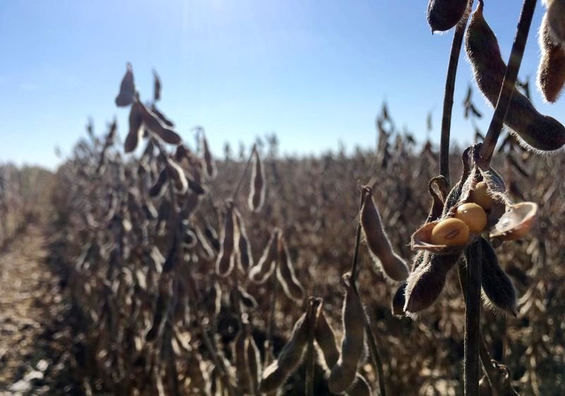 Paraná inicia plantio de soja e colheita de trigo; planta 28% do milho verão Paraná inicia plantio de soja e colheita de trigo; planta 28% do milho verão