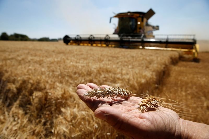 Rússia deve plantar menos trigo de inverno para safra de 2022, dizem analistas Rússia deve plantar menos trigo de inverno para safra de 2022, dizem analistas