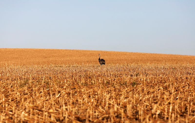 IHS Markit vê safra de milho dos EUA em 15,046 bi bushels, previsão acima do USDA IHS Markit vê safra de milho dos EUA em 15,046 bi bushels, previsão acima do USDA