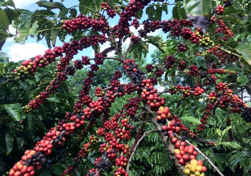 Café robusta atinge máxima de 4 anos na ICE, açúcar recua Café robusta atinge máxima de 4 anos na ICE, açúcar recua