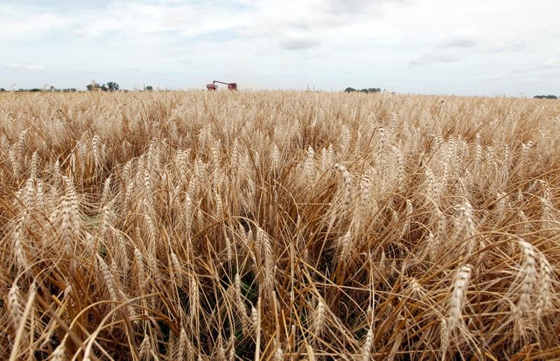 Com atraso, colheita de trigo atinge 5,5% das áreas no Brasil, diz Conab Com atraso, colheita de trigo atinge 5,5% das áreas no Brasil, diz Conab