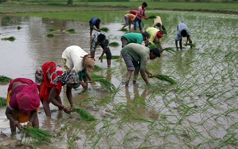 Índia anuncia nova variedade de arroz para reduzir uso de água e trabalho Índia anuncia nova variedade de arroz para reduzir uso de água e trabalho