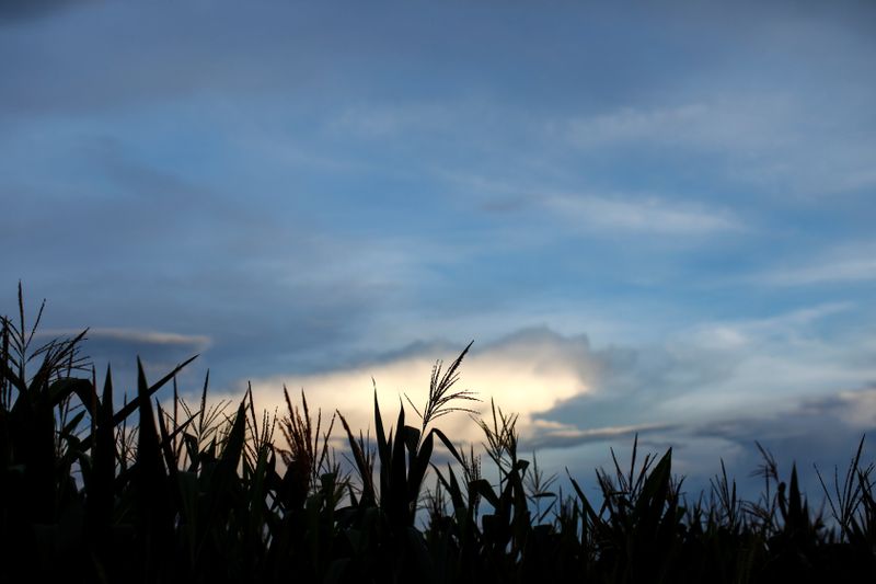México rechaza nuevas variedades de maíz transgénico, dice asociación agrícola
