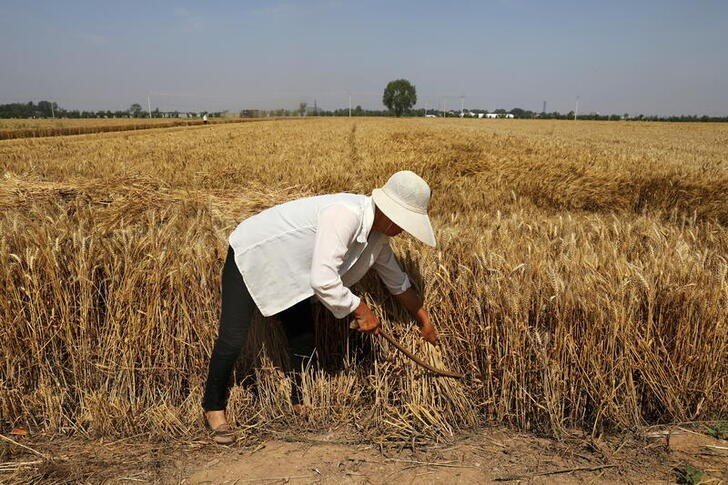 Importações de trigo pela China caem com demanda afetada por preços elevados Importações de trigo pela China caem com demanda afetada por preços elevados