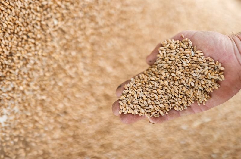 Colheita de milho na França e semeadura de cereal de inverno aceleram em período seco Colheita de milho na França e semeadura de cereal de inverno aceleram em período seco