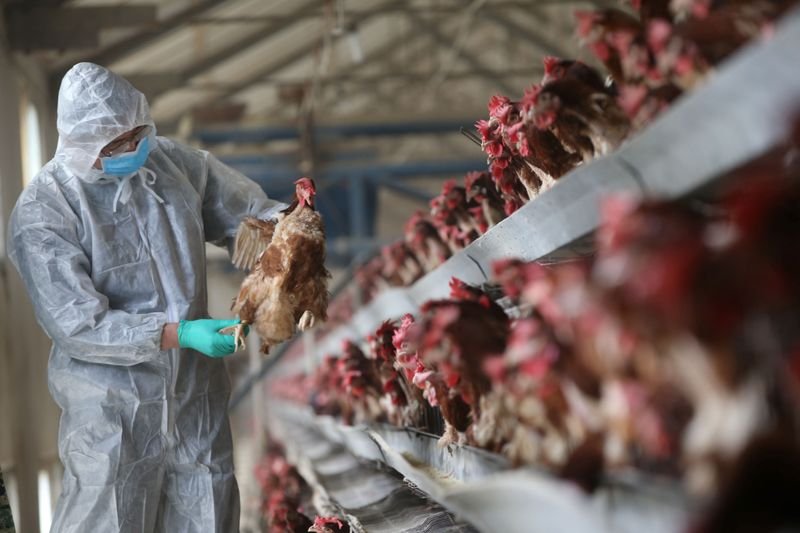 Aumento de gripe aviária na China mostra risco de variações rápidas, dizem especialistas Aumento de gripe aviária na China mostra risco de variações rápidas, dizem especialistas