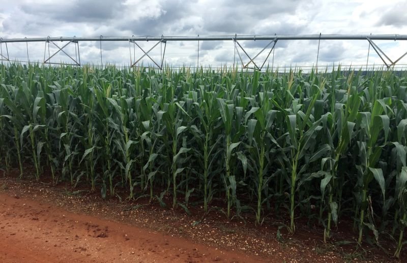 Preços de insumos agrícolas mais que dobram em 2021, elevam custos de 2022, diz CNA Preços de insumos agrícolas mais que dobram em 2021, elevam custos de 2022, diz CNA