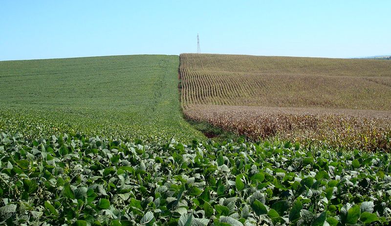 Paraná ajusta projeção para soja 2021/22 a 20,8 mi t; corta safra de trigo
